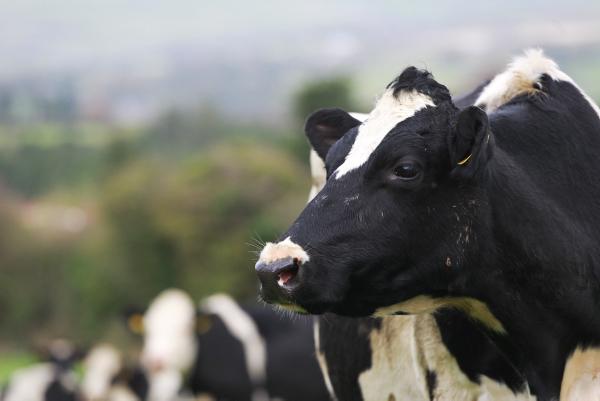 2015: The Year of Dairy                                                         