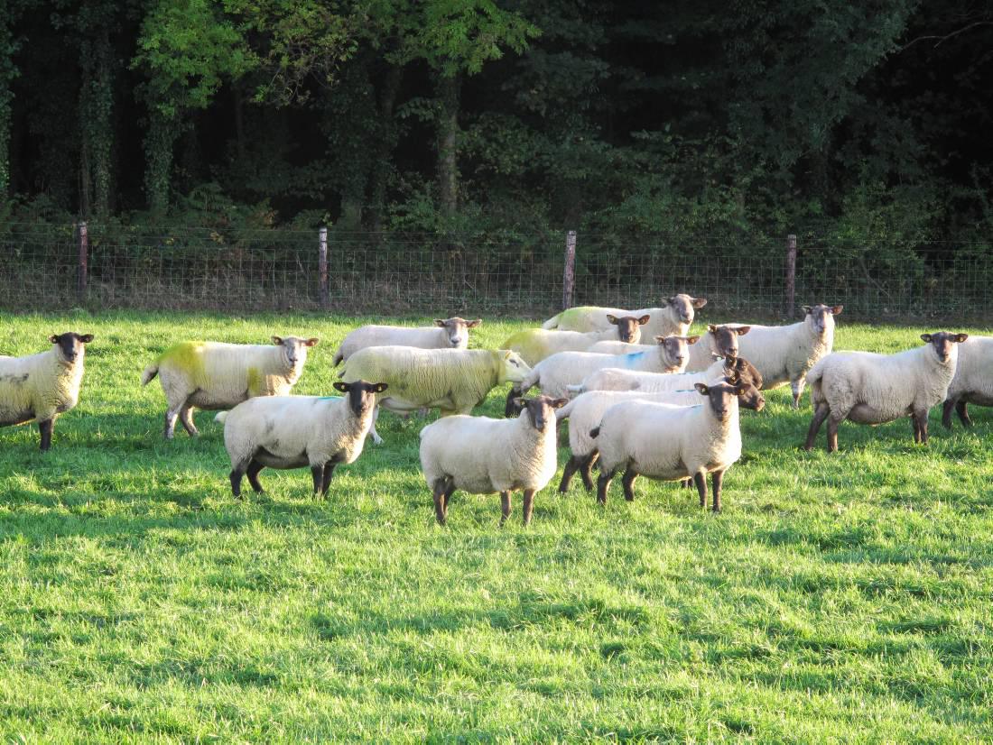 Rules governing temporary grazing of sheep