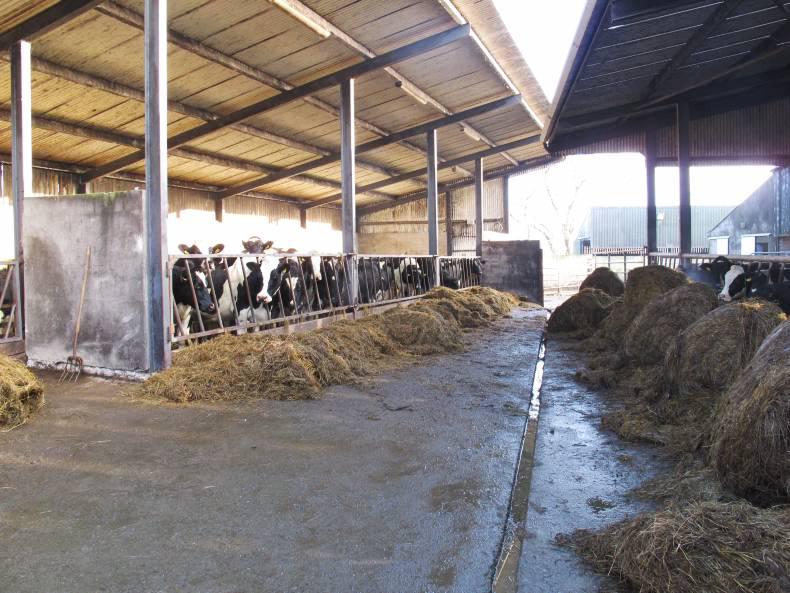 With flooding in many parts grazing is limited to very dry and high farms