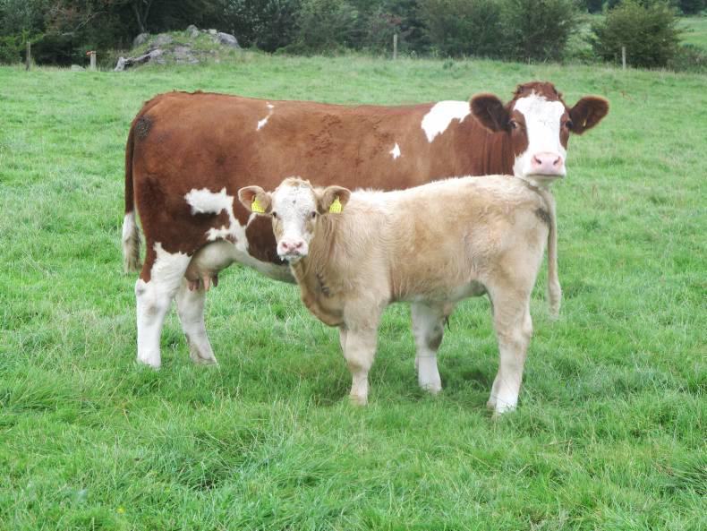 Why is the beef round table still going round in circles?