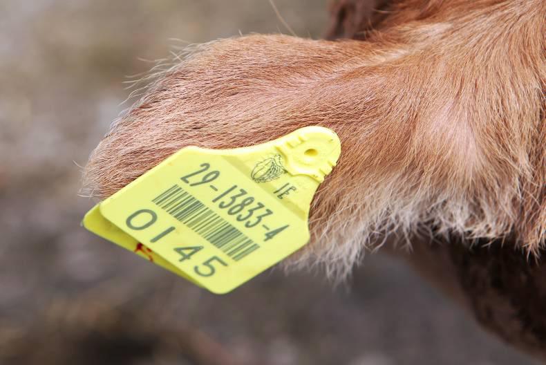 New cattle tagging system on the way Premium