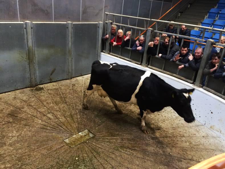 Stability in cattle trade in kilkenny