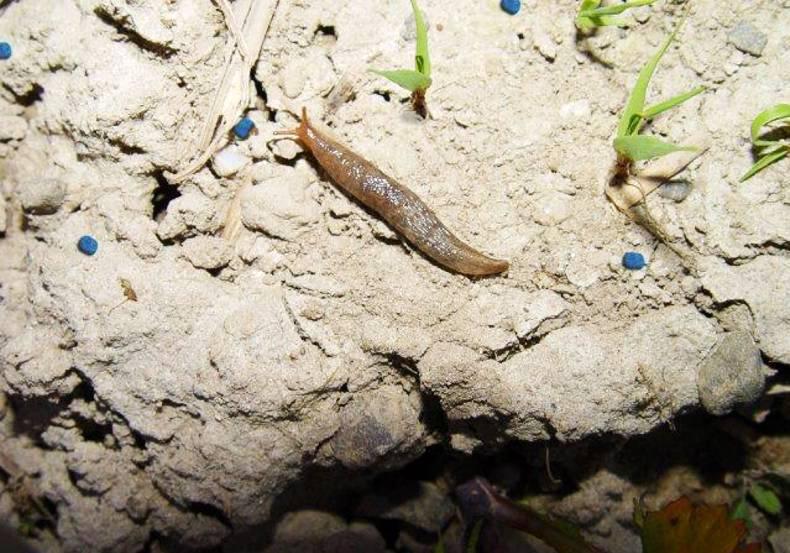 Watch crops for slugs and other pests