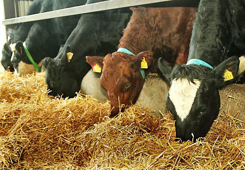 Lift in straw demand: maize, beet and straight prices 