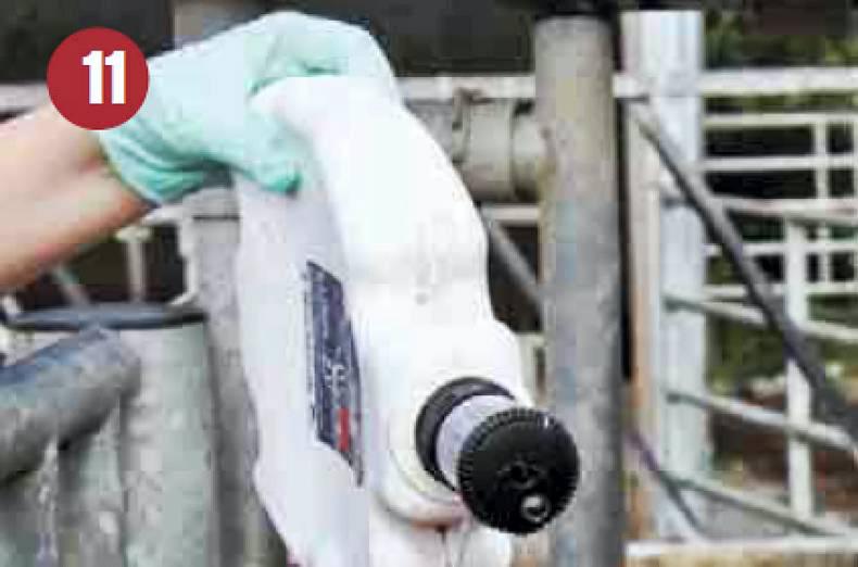 Injection, dosing, pour-on: administer correctly for successful treatment