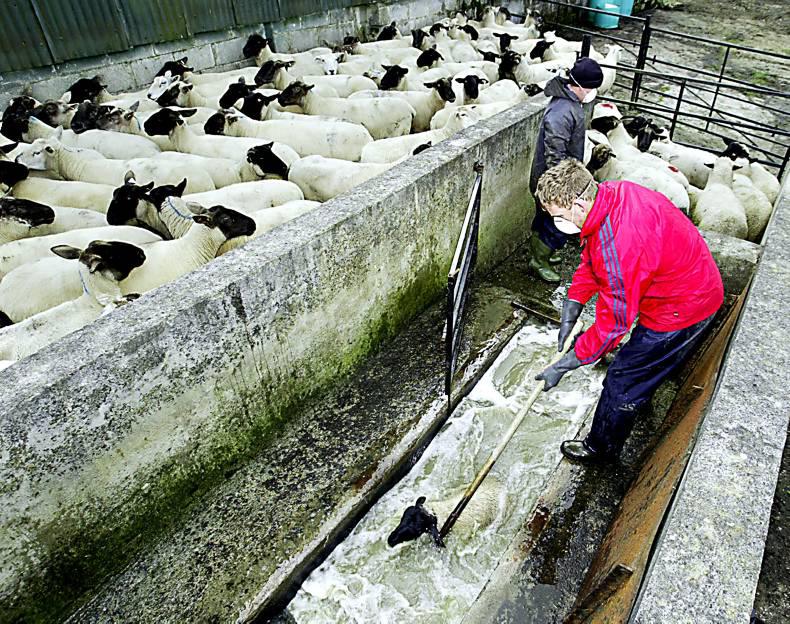 Addressing veterinary questions on sheep scab and lice