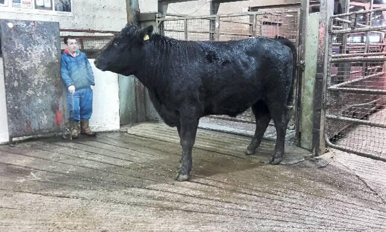 Carnaross cattle sale sees steady trade for bullocks and heifers 
