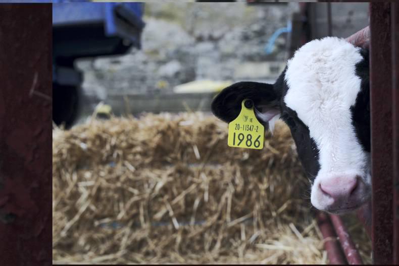 Irish farmer in NZ responds to harrowing bobby calf footage