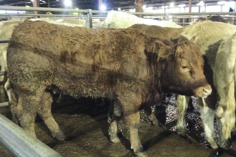 Good trade for bullocks and heifers at Carnaross Mart