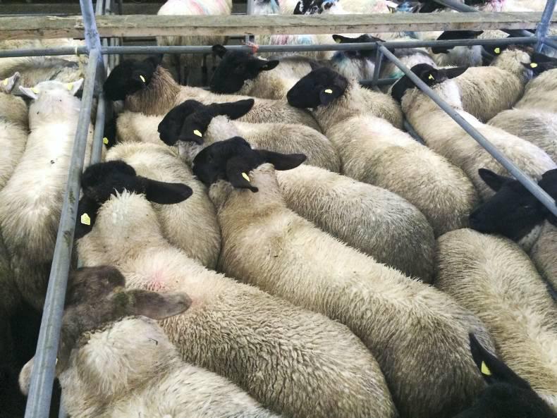 Firm demand maintains strong prices