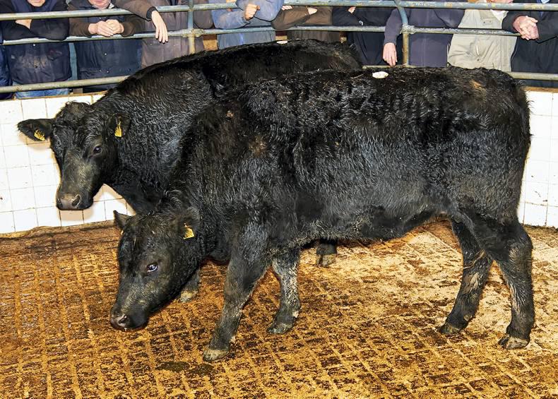 Sales end on positive note in Tullamore