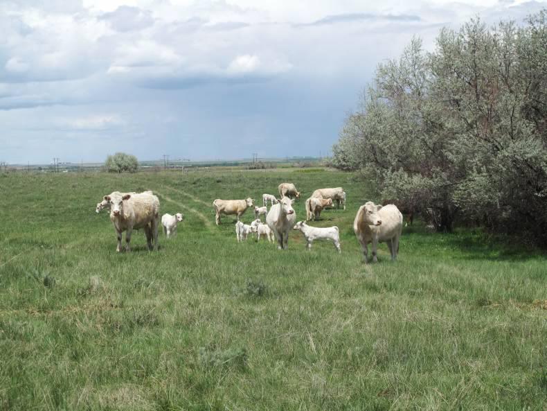 American-style Charolais breeding