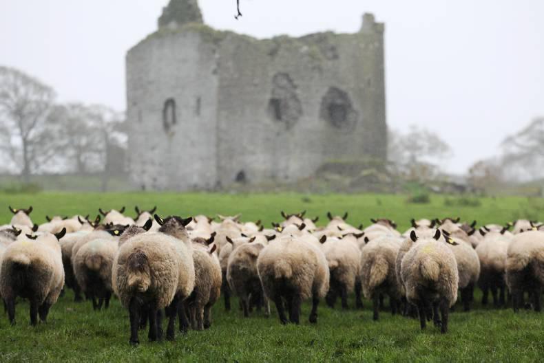 Feeding ewe lambs to maximise output