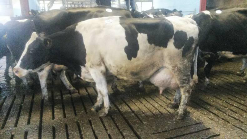 Subdued dairy herd dispersal sale