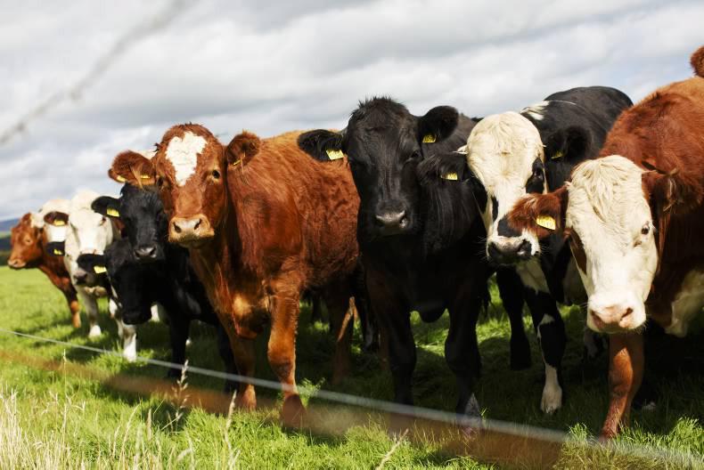 2015 - the year that was for Irish farming