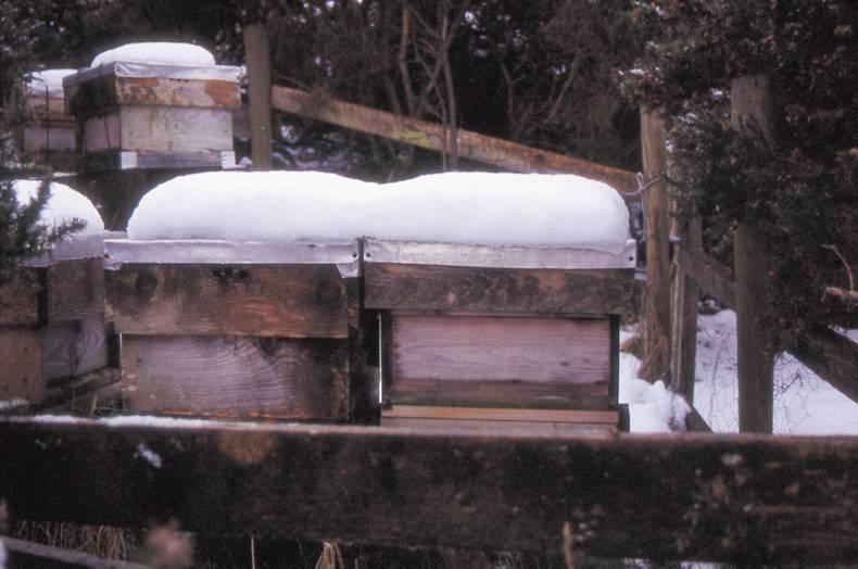 Passing the winter months                  