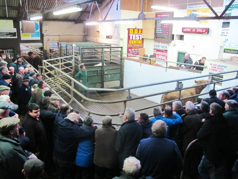 Store cattle prices reach all-time high                  