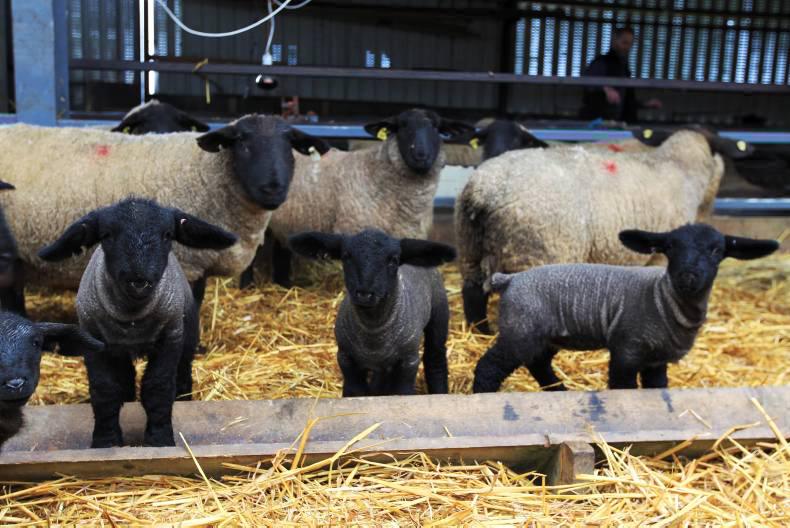 Weather playing havoc with sheep management
