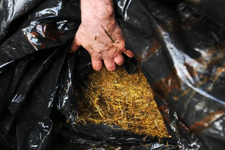 Despite the fact all animals are housed, rain is challenging Dairylink farmers