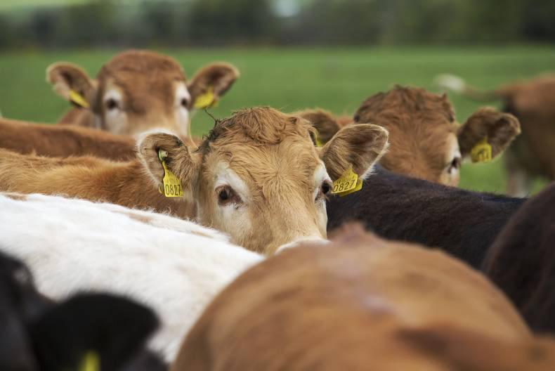 The cost of animal health products 