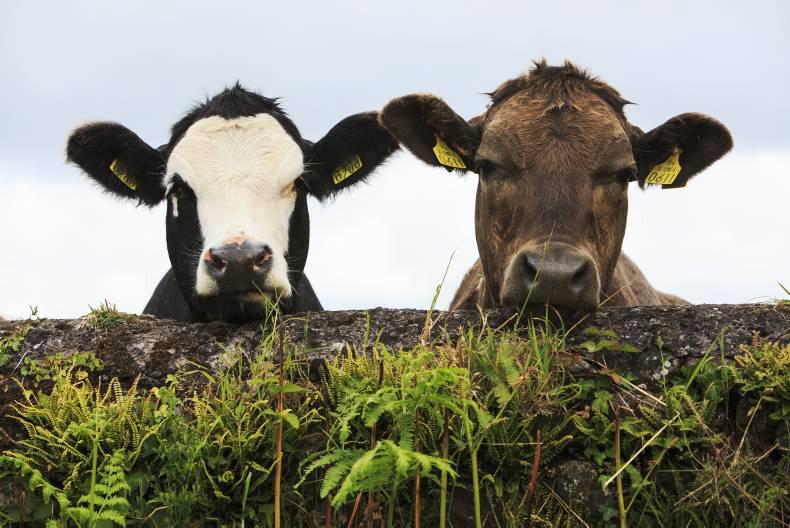 Lobbying on livestock issues