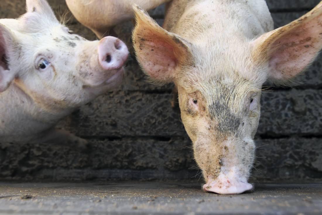 Talks progress on IFA pig split Premium