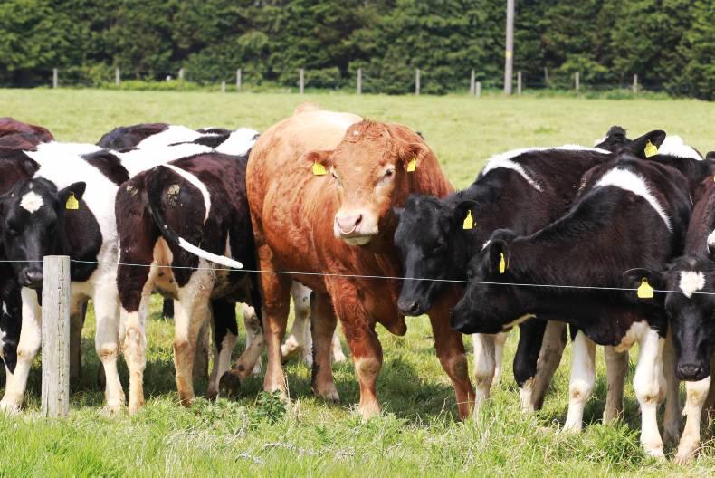 Coughing cows is it lungworm, IBR or what? 30 November 0001 Free