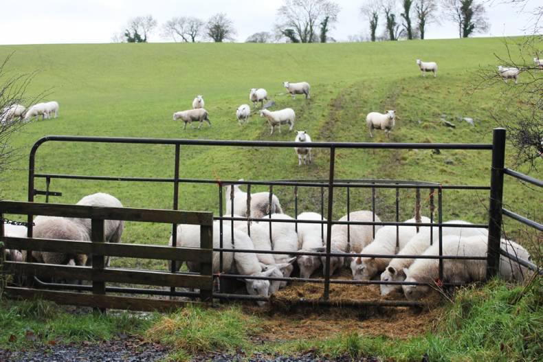 Wet weather forces more sheep inside