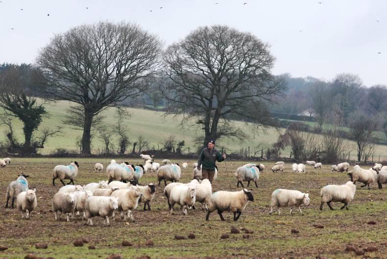 In pictures: selecting cast ewes with Nell and Jet at Enniscorthy
