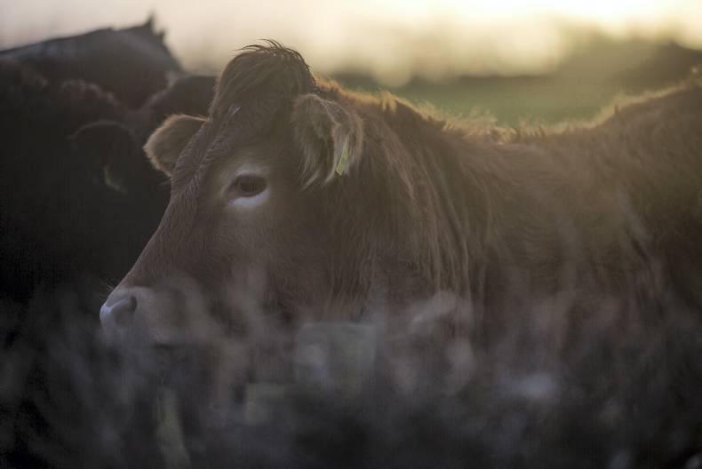 Judgment postponed in Tolan v Aurivo appeal case 