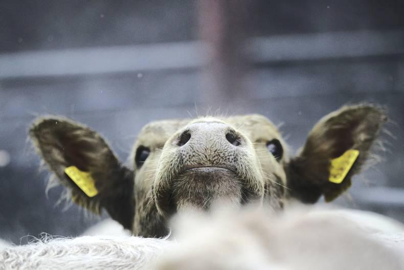 Legal way cleared for beef producer organisations