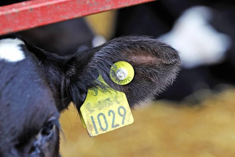 Dairy calf to beef booklet: management of the calf on arrival