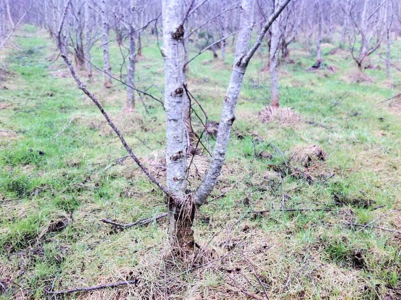 Farmer writes: separating the wood from the trees 