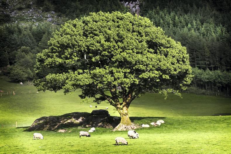 2015 land prices in Kerry: Premium prices not forthcoming