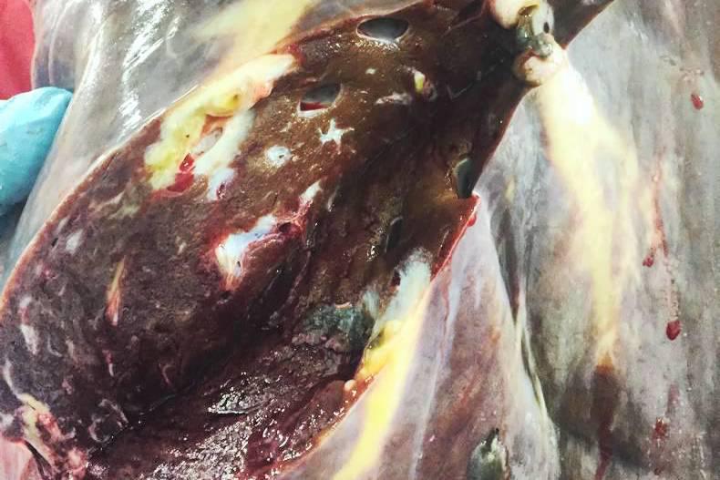 Survey highlights lack of liver fluke testing among Irish farmers 