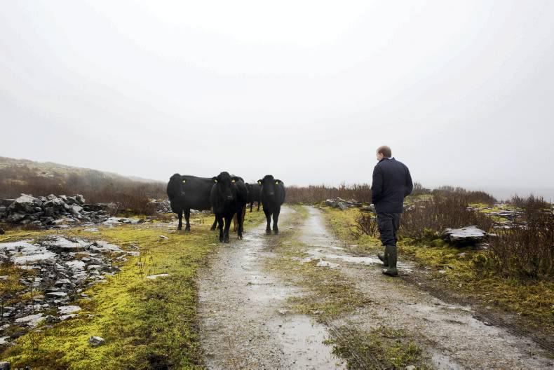 General election 2016: Shake-up predicted in Co Clare