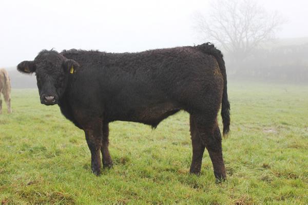 Farmer cut 30p/kg after mart visit