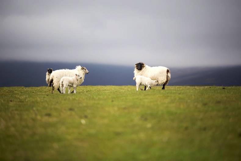 GLAS inspections commencing   