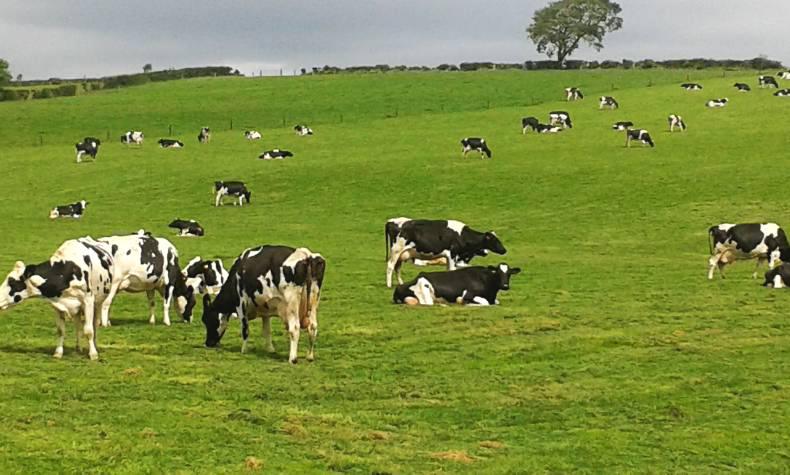 Northern Ireland beef and hogget quotes week ending 27 February 2016