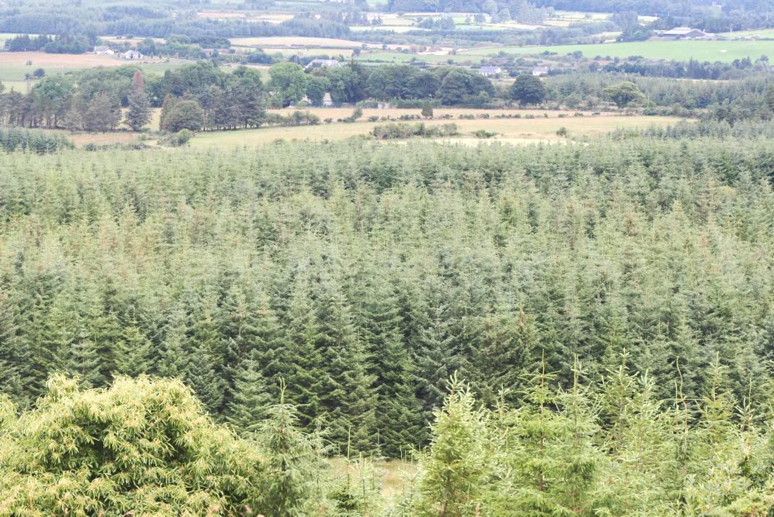 Sustainable forestry strategies cannot threaten Ireland's food production