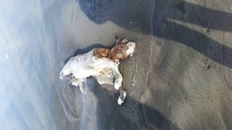 Dead calves found on Co Clare beach near 2014 horror animal dumping 