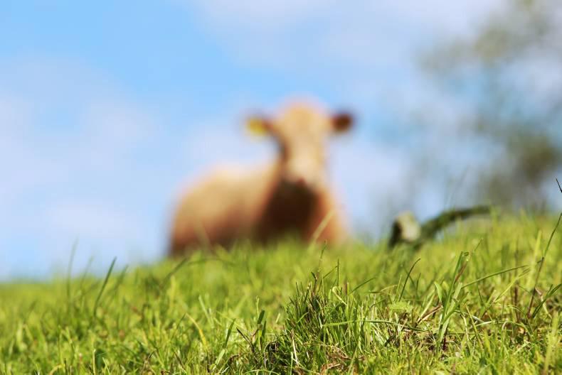 Land Mobility Service: Policy support for land mobility