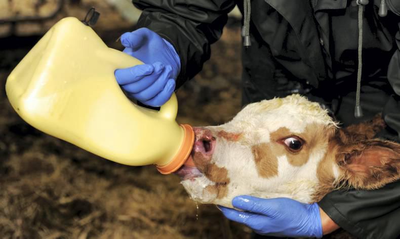 Main causes of calf mortality