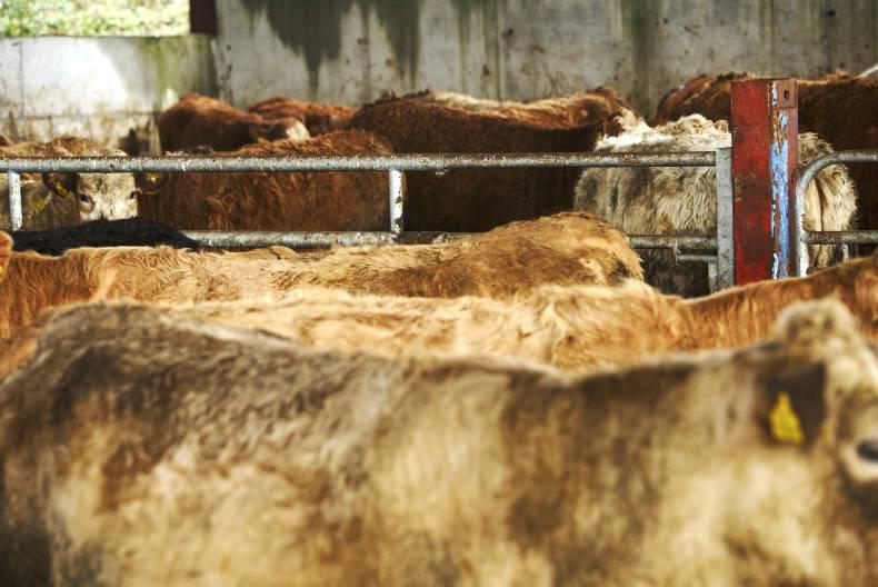 Options for feeding the suckler cow for maximum efficiency 