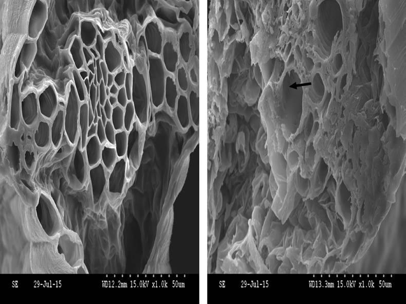 Wolf Trax treatment shows the benefit from early nutrition
