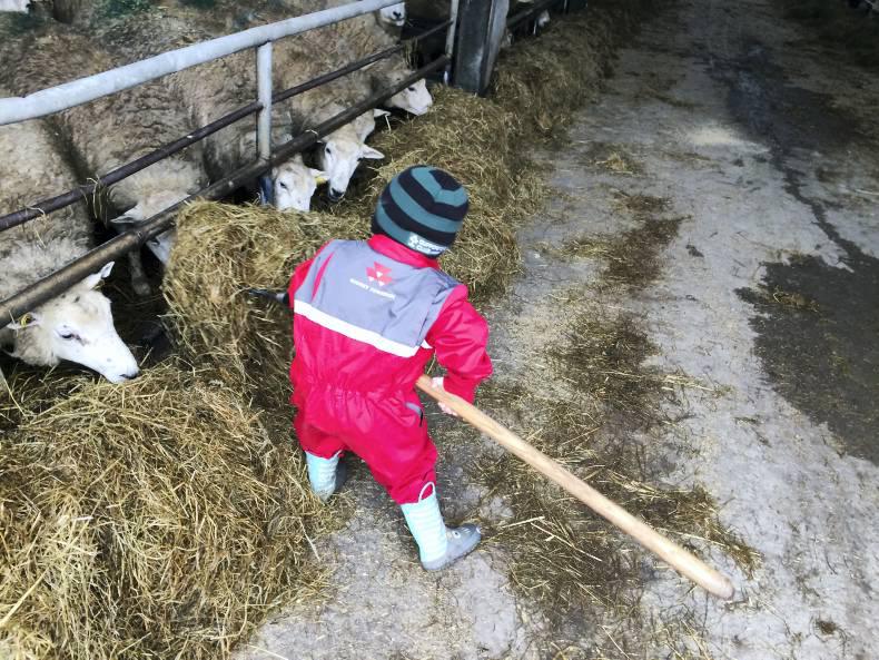 Farmer Writes: Excited children and excited ewes