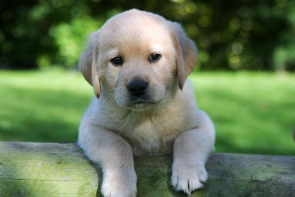 €5,000 fine for non-microchipped dogs