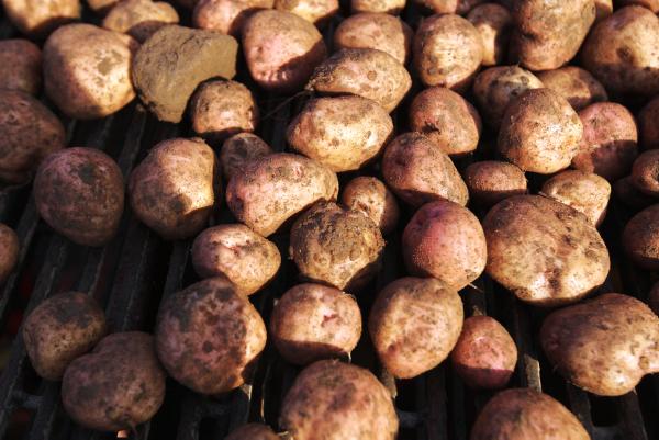 IFA potato market report Tuesday 23/02/2016