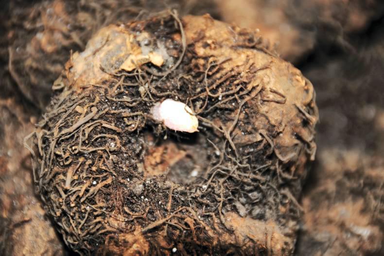 Flowering on bare twigs                        