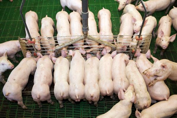 Pig sector struggles continue 